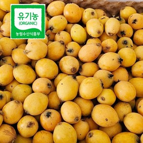 노지비파열매 친환경 유기농 완도비파 생과 5Kg(무선별 못난이)효소용 6월초 발송, 1개
