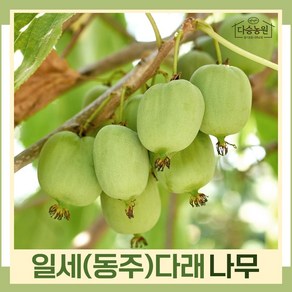 다래나무 묘목 일세(동주)다래 6치포트묘 1개