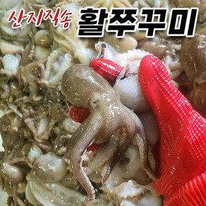 국산 활쭈꾸미 생물 주꾸미, 2kg, 1개