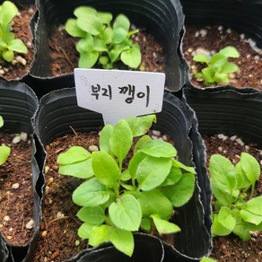 부지깽이 모종(나물)(큰컵)