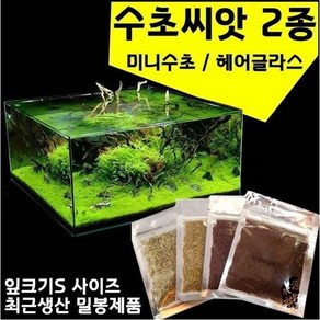 수초 수초씨앗 씨앗수초 수초씨 전경, 2번글라스, 1개