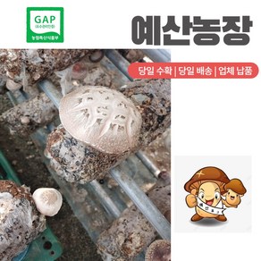 GAP인증 <파지-소-특대-소+대> 생표고버섯 파지 디시용 식당용 추천용 육수용, 파지  <대>, 1개