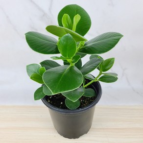 쿠루시아(중품)M04 [플라워앤곰] 높이 30cm/ 포트15cm