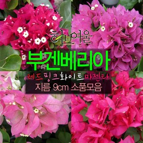 [허브여울] 부겐베리아 랜덤 지름 9cm 소품화분 (상토와 마사만 사용한 건강한식물)