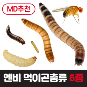 [특가상품] 엔비 먹이곤충류, 슈퍼밀웜(50+50마리), 1개