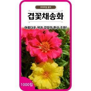 겹꽃채송화 씨앗 1000립 / 꽃씨 겹채송화 포체리카 쇠비름 ose moss seed, 1개