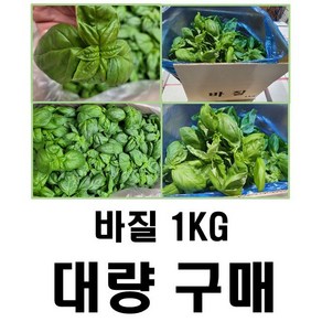 야채왕 싱싱한 스위트 바질1kg 대량구매 - 수도권 충청지역 팀프레시 새벽배송, 1kg, 1개