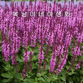 sage 살비아 메를로로즈 [3포트 복남이네야생화 모종 허브 세이지], 3개