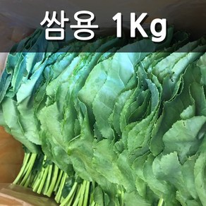 친환경 유기농 케일 쌈용 즙용