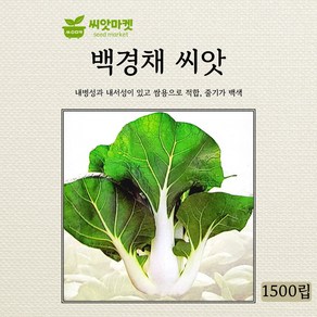 다농 백경채 씨앗 1500립, 1개