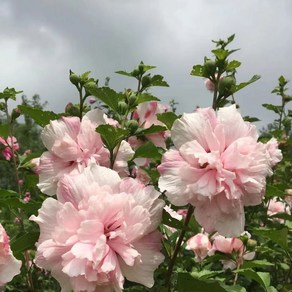 리서스원예 무궁화나무 겹꽃 루분홍심 무궁화묘목 삽목2년 H1.0 전후, 루분홍심 삽목2년, 1개