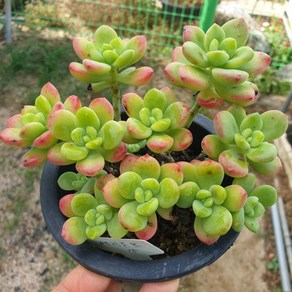 [수암다육] 페리도트 랜덤발송 Echeveria 'Peridot' 다육 다육이 다육식물 627