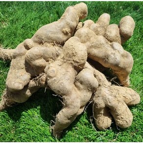 산마 주먹마 2kg 알뜰 실속형, 1개