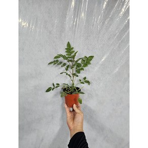 [다온야생화] W2381 능소화 (분홍) (10cm) [랜덤], 1개