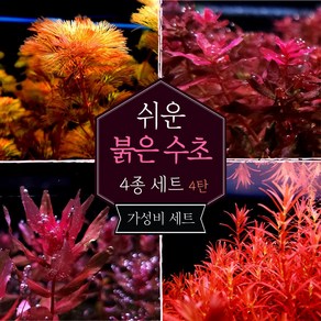 [미초] 키우기 쉬운 붉은 수초 4종 초보수초세트 [4탄] (카붐바/마크란드라레드/스몰리프/블러드레드) / 초보자용 수초 / 수초 세트 / 구피 수초, 1개