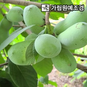 포포나무 묘목 포트묘 유실수 가림원예조경, 1개