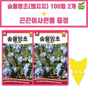 다농 숲물망초 씨앗 100립 왜지치 숲물망초 꽃씨 종자 2개+끈끈이 1P 증정, 1세트