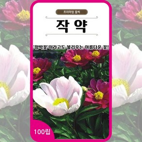 작약 씨앗 100립 10립 꽃씨 몰 종자 다년생 적작약 Chinese peony seeds, 1개