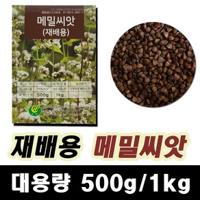 메밀 메밀씨앗 500g 메밀꽃 재배용 국내산, 1개