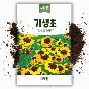 씨앗팜 야생화 꽃씨 기생초 종자 씨앗 (1000립) 국화과 한해살이 일년생, 1개