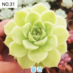 다육식물- 희귀 다육 100가지 모아보기, [NO. 31] 5.5cm 포트, 1개