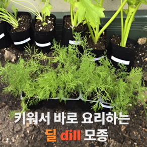 직접 키워서 먹는 딜 모종 팍치라오 생선요리에 어울리는 향긋한 허브 키우기, 6개