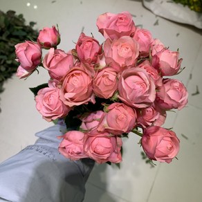 [사직생화] 자나 스프레이 미니장미 생화 25송이, 1개