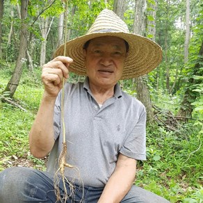 달뫼산장뇌삼 6년근10뿌리 장뇌삼 산양삼 자연산삼 인삼 자연산, 1개, 단품