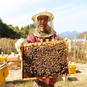 밤꿀 100% 국내산 천연벌꿀 진짜꿀, 2.4kg, 용기/단지, 1개