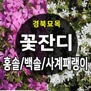 [경북농원] 꽃잔디 백솔/홍솔 / 사계패랭이 50포트 판매, 꽃잔디_홍솔 50포트, 1개, 포트
