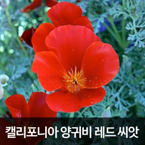 레드 캘리포니아 양귀비 씨앗 꽃양귀비 종자 씨 100알