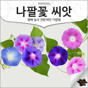 나팔꽃 씨앗 꽃씨 종자 꽃씨앗 야생화 야생초 150알, 1개