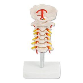 경추모형 높이 약 200mm 목뼈모형 실습모형 인체모형