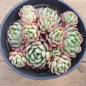 [수암다육] 나나후꾸미 랜덤발송 Echeveria 'Nanahukumini' 랜덤발송 다육 다육이 다육식물 362 나나후쿠미니 나나후크미니 나나후꾸미니