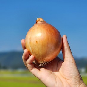 2024년 단단한 창녕 햇양파 대 특대 대용량 특품 최상품, 1개, 5kg(대) 200g이상