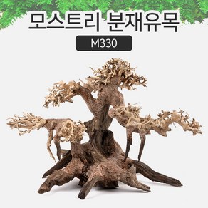 모스트리 분재유목(S) [ M330 ] 어항 베트남 유목, 1개