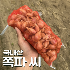 [달콤밥상 쪽파씨] 국내산 쪽파 씨앗 종자, 1개, 300g
