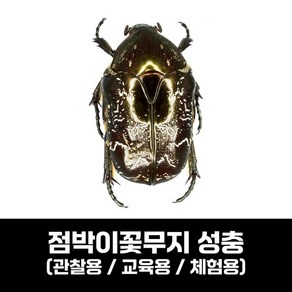 점박이꽃무지 / 점박이꽃무지 키우기 (체험관전시용 / 관찰용 / 교육용), 1개