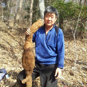 국내산 칡의 효능 명품 암칠 알칡 갱년기 효능 야생 칡즙 110ml 150포, 150개