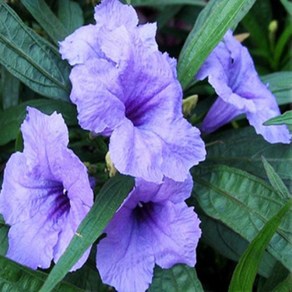 모종]루엘리아-블루(고성종)다년생 : 9cm분-2개셋트 Q535, 1개