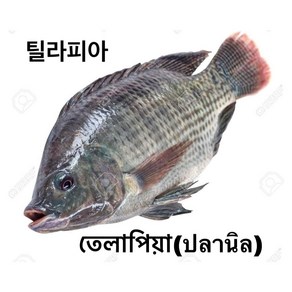 S.N. FOOD FROZEN BLACK TILAPIA(냉동 틸라피아)방글라데시 미얀마 생선 800G UP/1마리