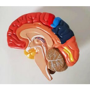 인체도 뇌모형 해부학 두개골 두뇌 교육 뇌구조 인간, 좌뇌 우뇌(스탠드포함)