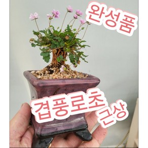 겹풍로초 근상 완성품/풍노초 근상으로 키워보세요, 1개