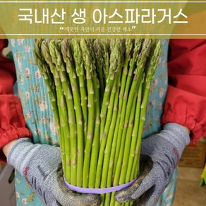 국내산 신선한 생 아스파라거스 주문당일 청과도매시장 경매 후 발송 1kg, 1개
