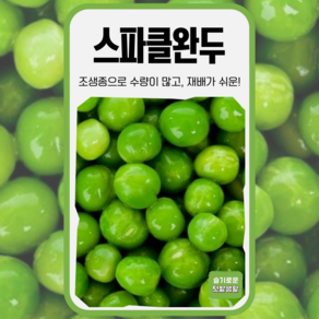 스파클완두 씨앗 40g 1봉 KS종묘 종자 조생종 콩 완두콩 종자 씨 가을 봄 작물, 1개