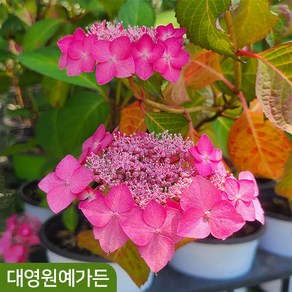 산수국 2종 택1 개화주 여름꽃 나무