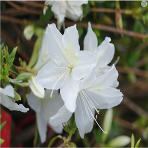 [너와 함께라면] 백철쭉 / 30cm / 20주, 1개