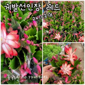 게발선인장 레드 2+1=3개 0012특 랜덤 공기정화식물/미세먼지/공기정화효과 공기정화식물, 3개