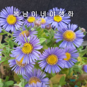 해국 [4포트 복남이네야생화 모종 갯국 해변국화 아스타 aster]