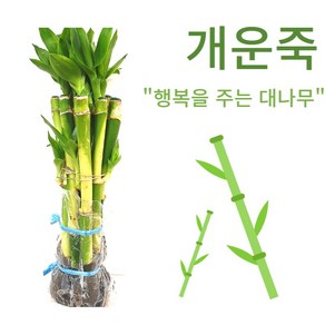 개운죽 20cm 1묶음 [10개포함], 1개